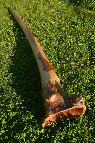 Диджериду эвкалипт корень 150 см – Ре# продажа в Москве Диджериду эвкалипт корень 150 см – Ре# купить в Москве: цены, доставка, фото