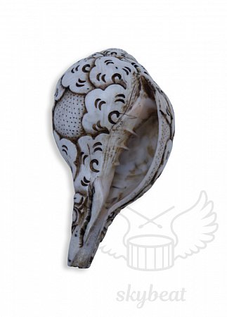 Поющая раковина Shankha Carving продажа в Москве Поющая раковина Shankha Carving купить в Москве: цены, доставка, фото