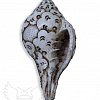 Поющая раковина Shankha Carving продажа в Москве Поющая раковина Shankha Carving купить в Москве: цены, доставка, фото