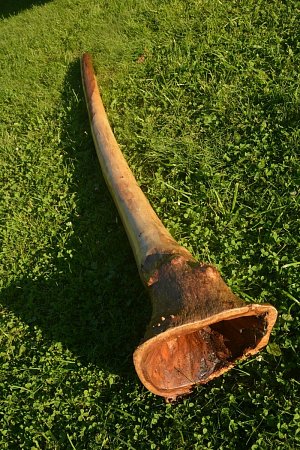 Диджериду эвкалипт корень 150 см – Ре# продажа в Москве Диджериду эвкалипт корень 150 см – Ре# купить в Москве: цены, доставка, фото