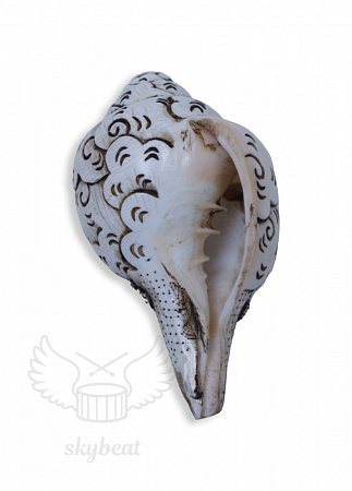 Поющая раковина Shankha Carving продажа в Москве Поющая раковина Shankha Carving купить в Москве: цены, доставка, фото